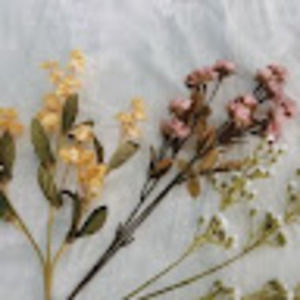 Meet your Posher, Phyllis